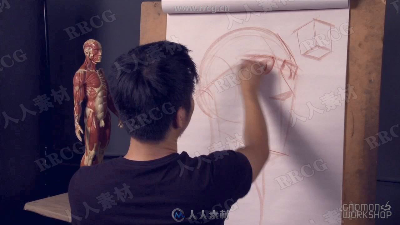 人体解剖结构完整剖析美术基础传统绘画教学视频教程