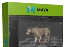 Maya猎豹四足动物骨骼绑定动画视频教程