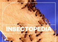 633组昆虫蜜蜂蟋蟀蚂蚁等叫声音效库合集