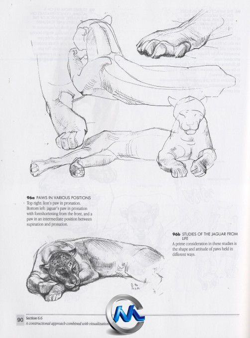 《动物解剖学手绘书籍》The Artists Guide to Animal Anatomy Dover Anatomy for A...