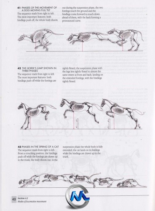 《动物解剖学手绘书籍》The Artists Guide to Animal Anatomy Dover Anatomy for A...