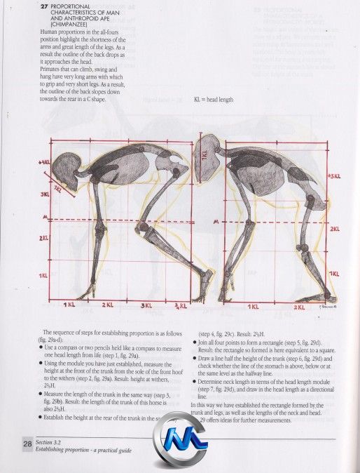 《动物解剖学手绘书籍》The Artists Guide to Animal Anatomy Dover Anatomy for A...