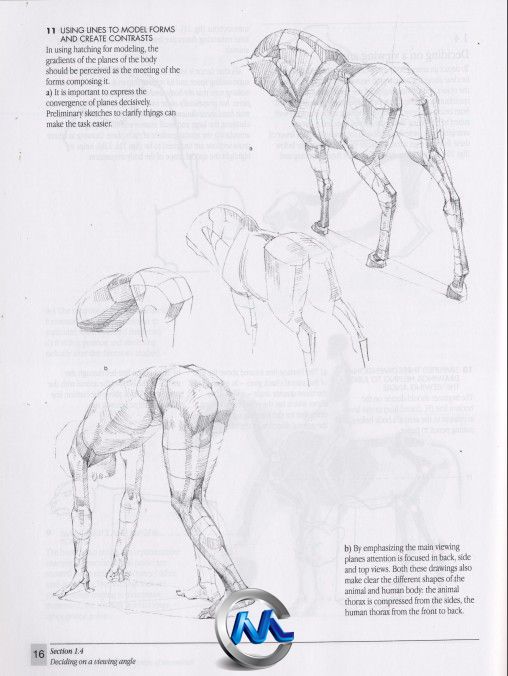 《动物解剖学手绘书籍》The Artists Guide to Animal Anatomy Dover Anatomy for A...