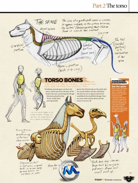 《生物解剖绘画书籍教程》ImagineFX Presents Anatomy 2010