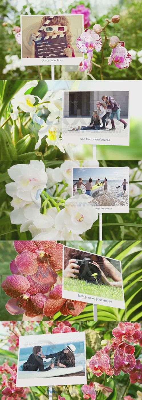 鸟语花香相册动画AE模板 Videohive Photo Gallery with Sunny Flowers 6898143 Pro...