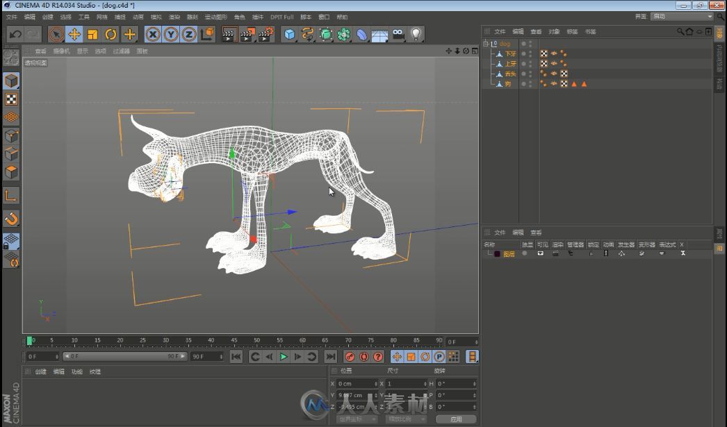 C4D狗狗 绑定中文教程