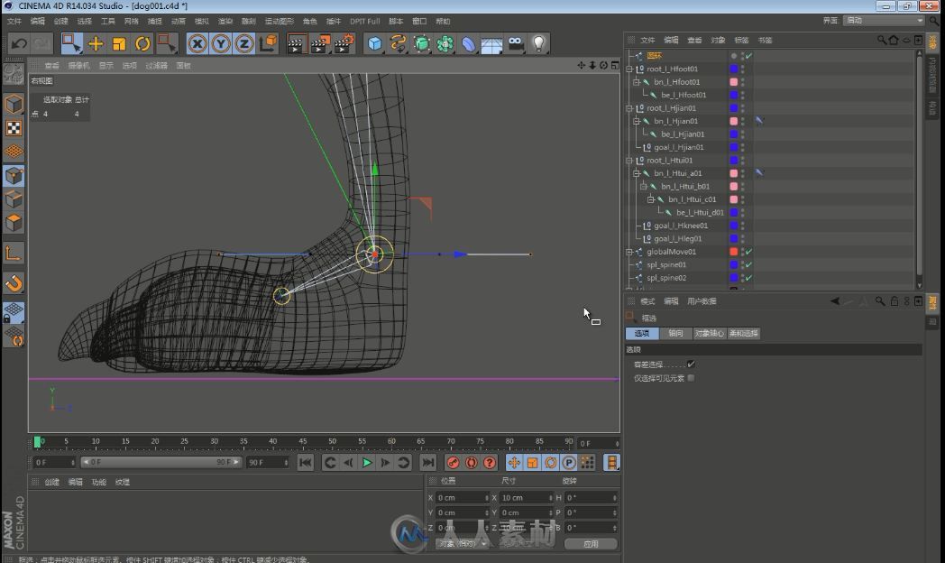 C4D狗狗 绑定中文教程