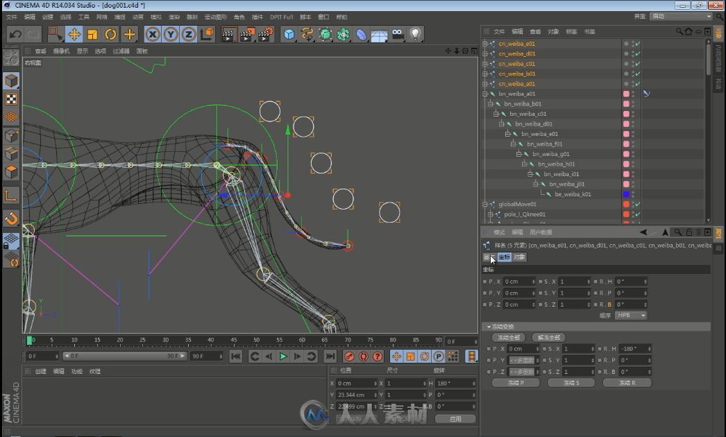 C4D狗狗 绑定中文教程