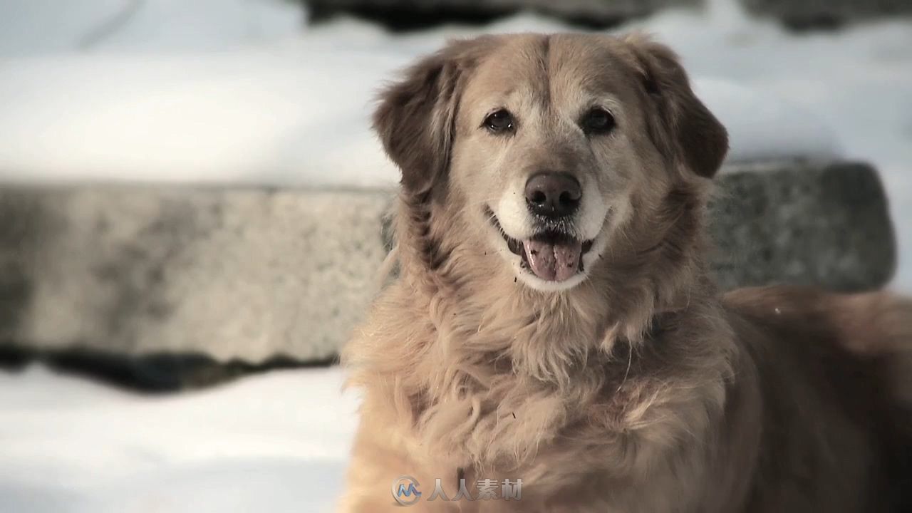 金毛猎犬特写镜头高清实拍视频素材