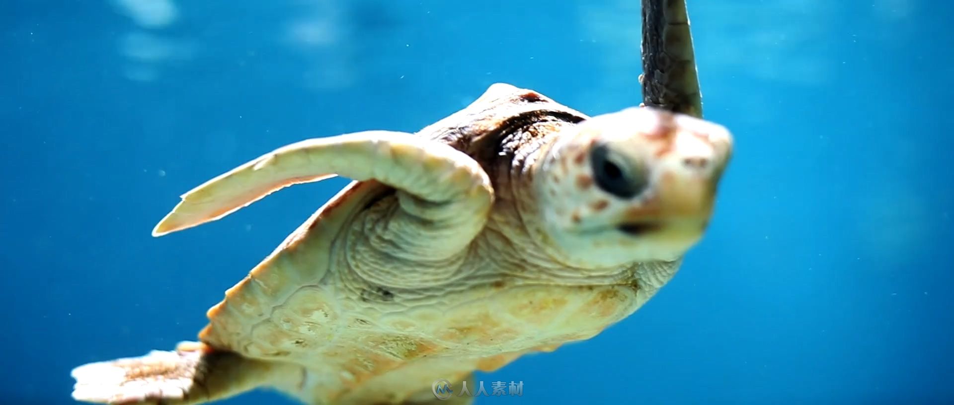 水族馆各种鱼特写嬉戏情侣相拥实拍视频素材