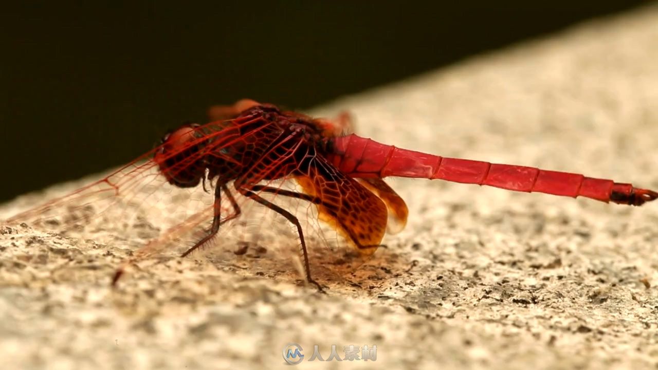 香港48小时延时摄影实拍视频素材