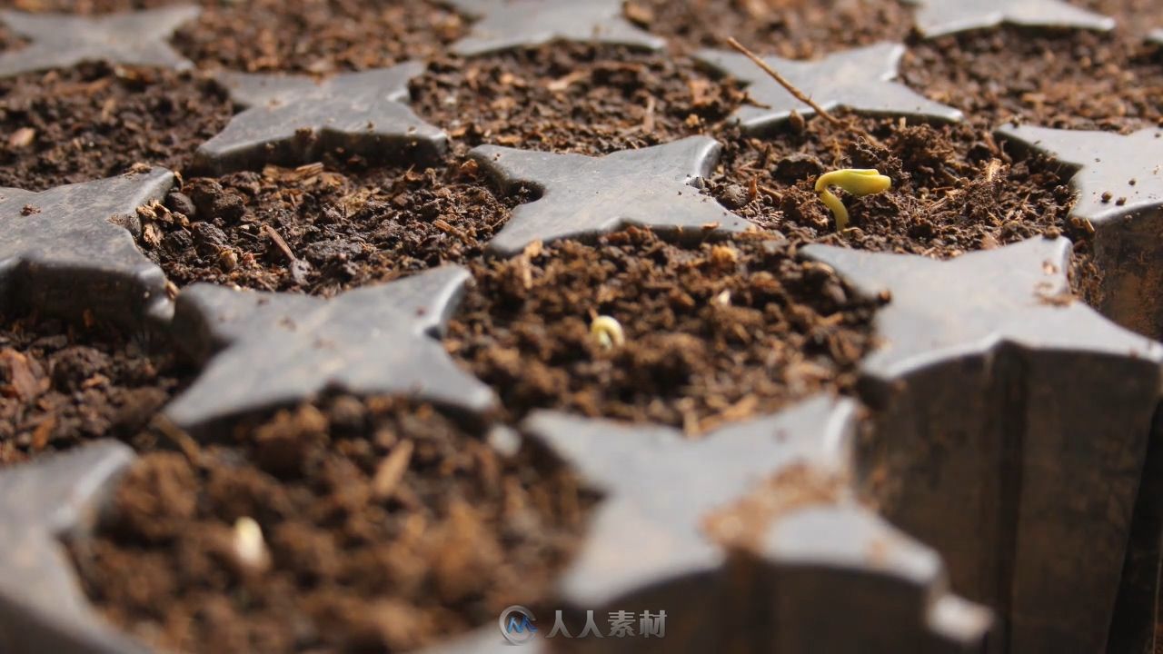 种子到发芽植物幼苗生长实拍视频素材