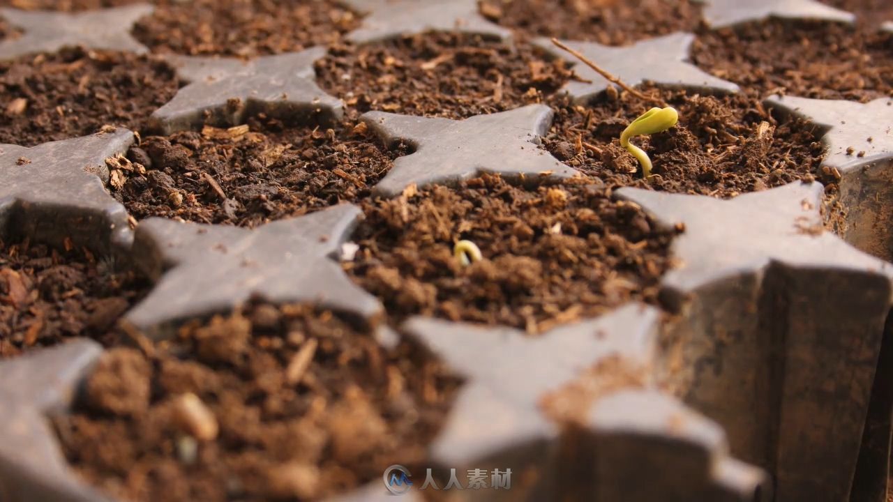 种子到发芽植物幼苗生长实拍视频素材