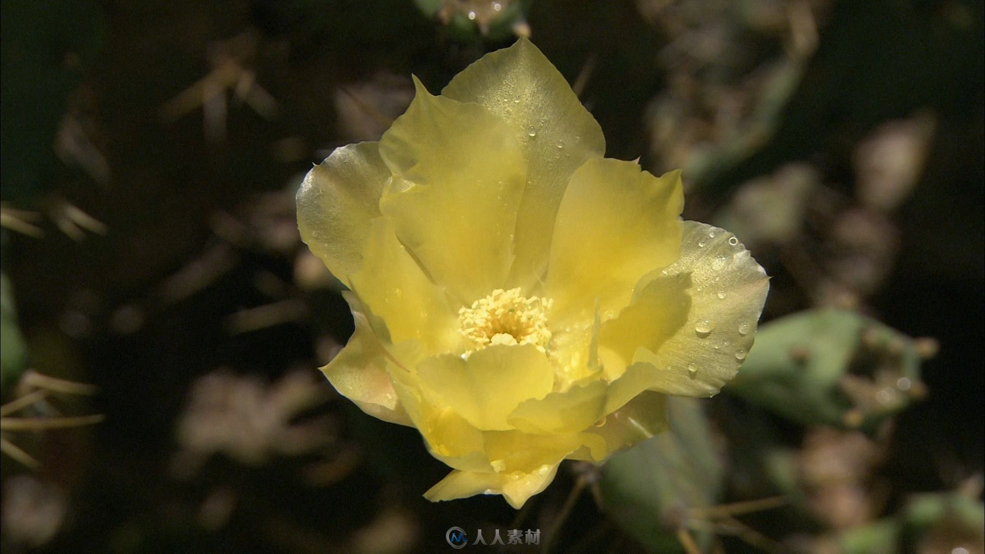 各种绚丽花儿特写镜头高清实拍视频素材