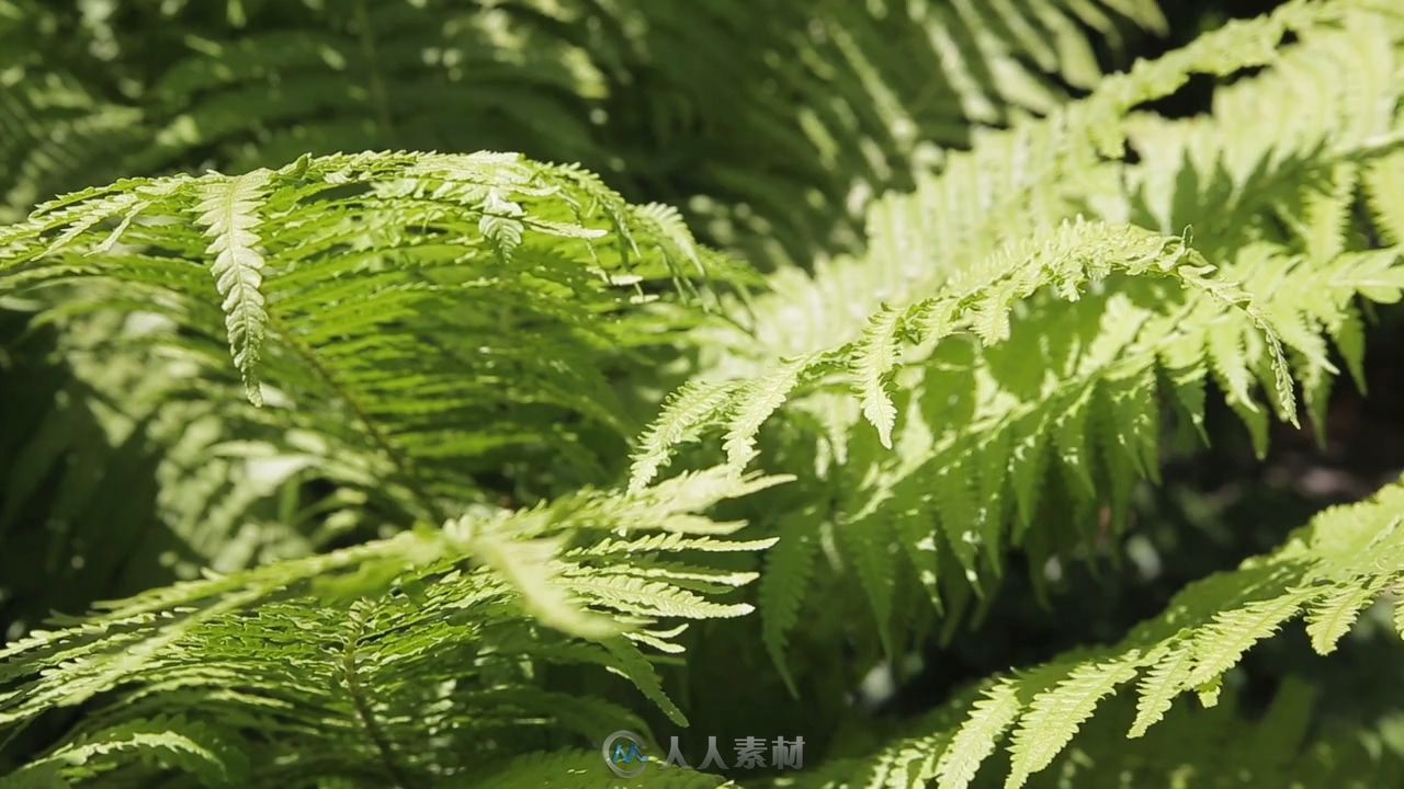 蕨类植物高清视频实拍素材