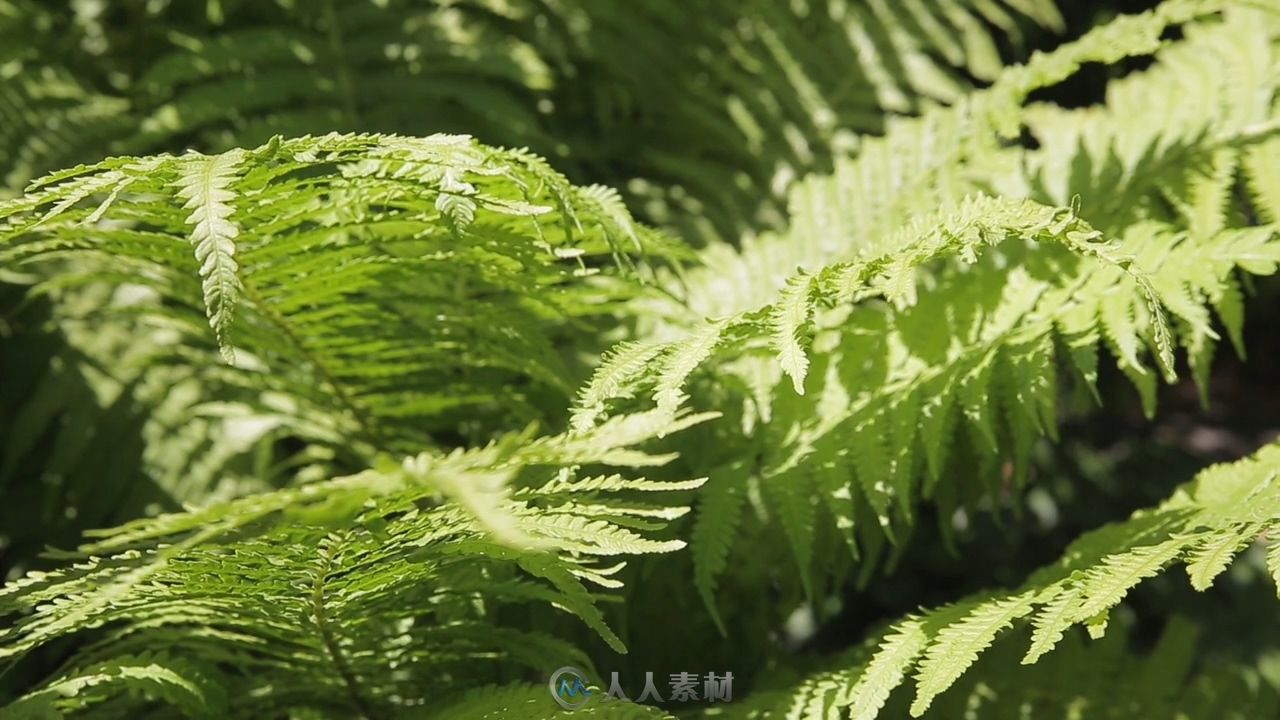 蕨类植物高清视频实拍素材