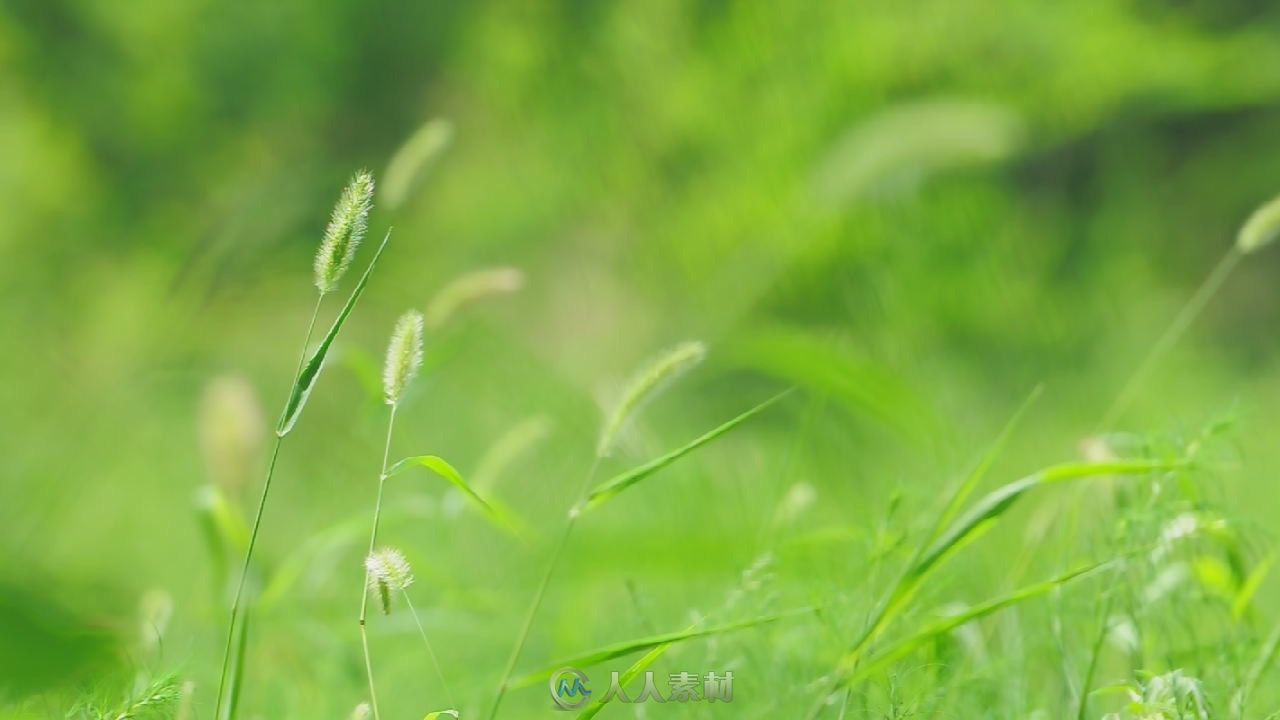 狗尾草高清实拍视频素材