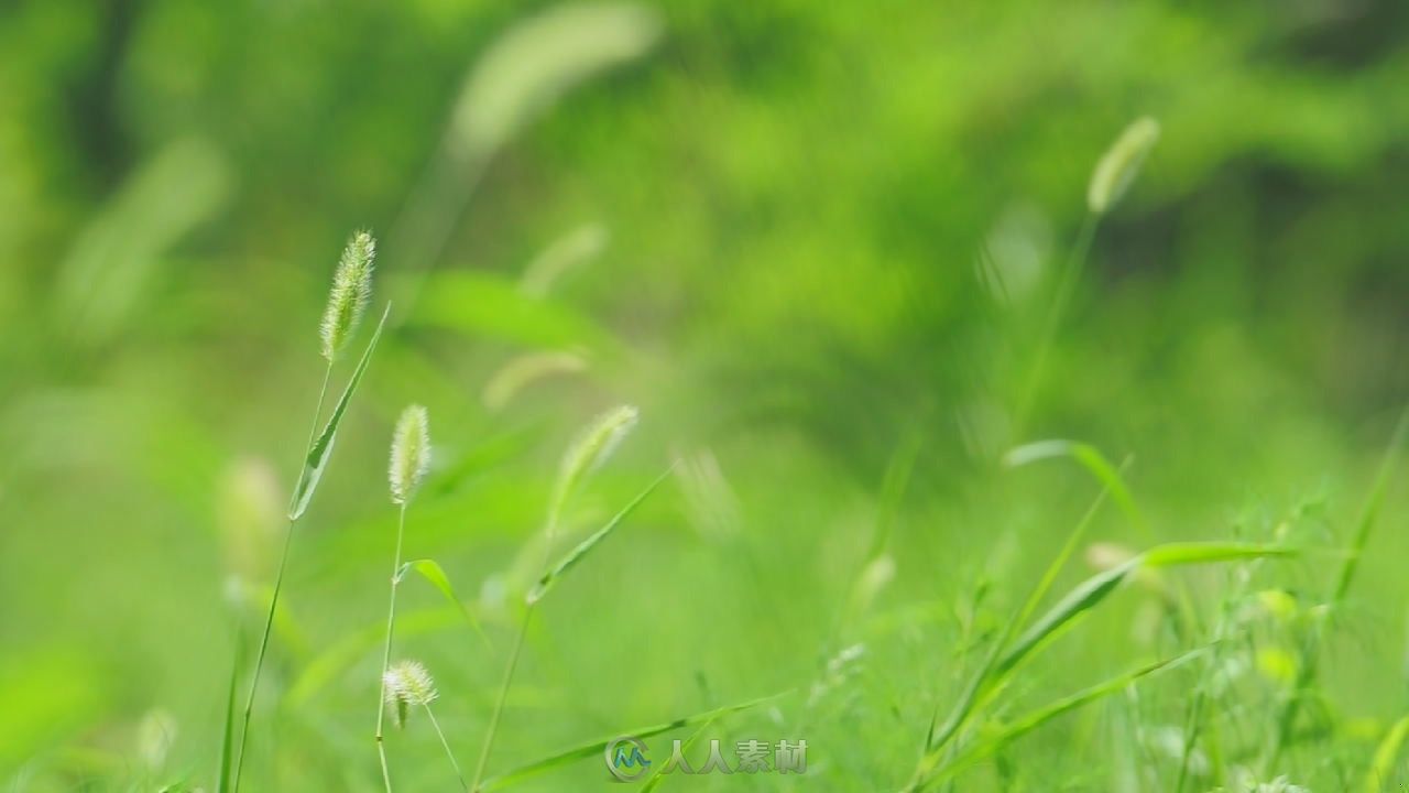 狗尾草高清实拍视频素材