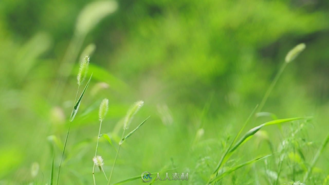 狗尾草高清实拍视频素材