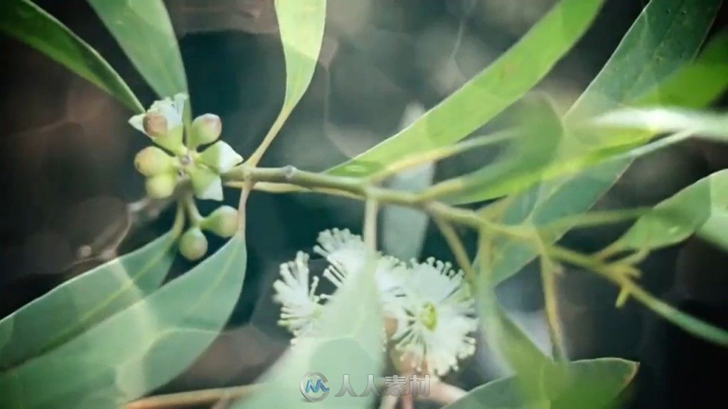 水中的花草高清实拍视频素材