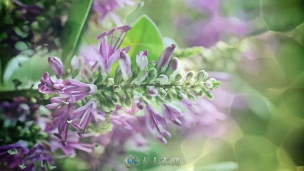 水中的花草高清实拍视频素材