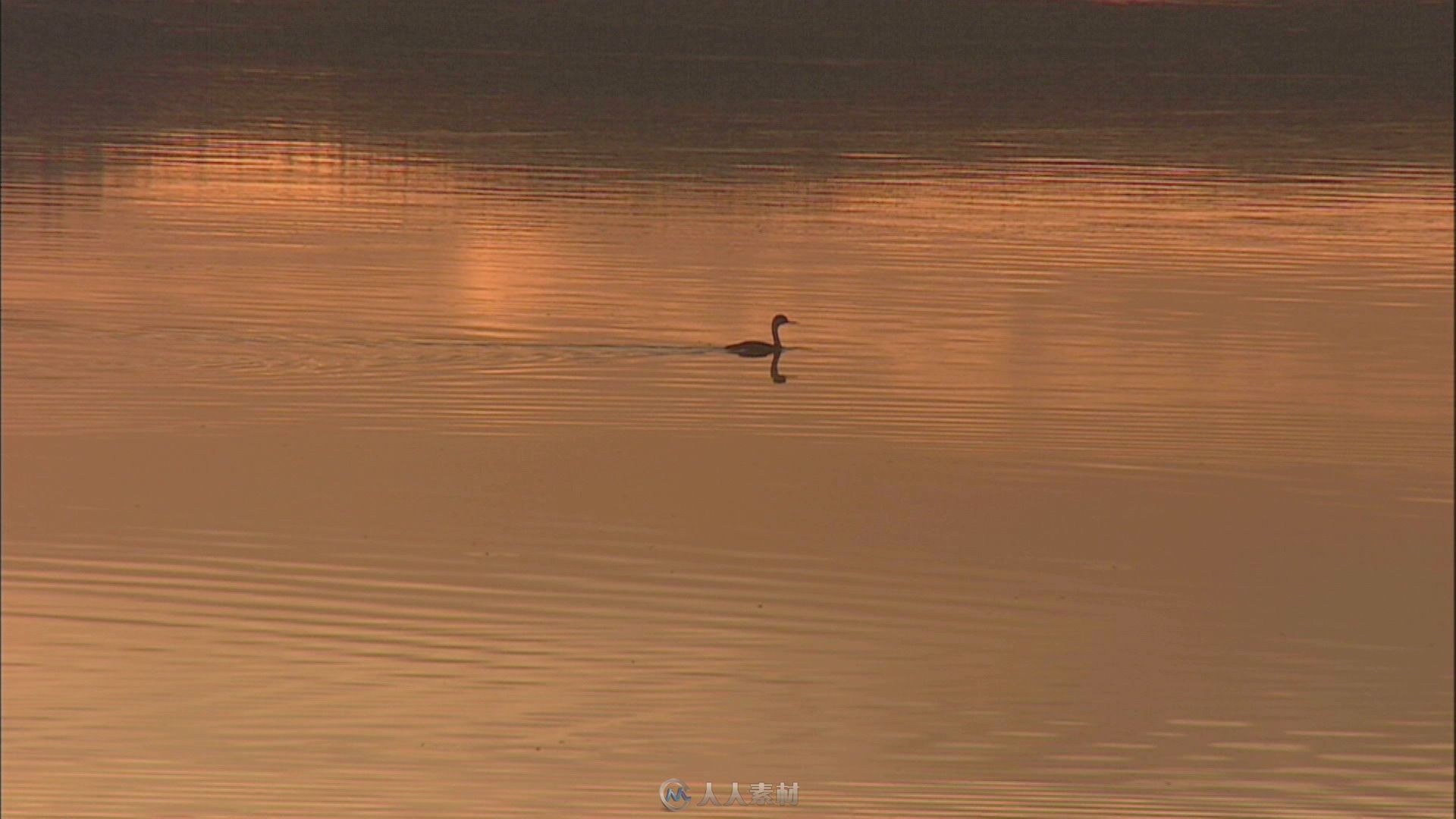 夕阳下的湖中天鹅高清实拍视频素材