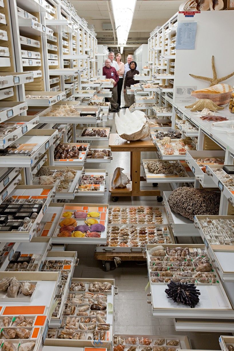 storage at the smithsonian natural history museum-标本的世界