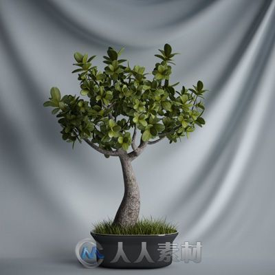 20个高精植物3D模型