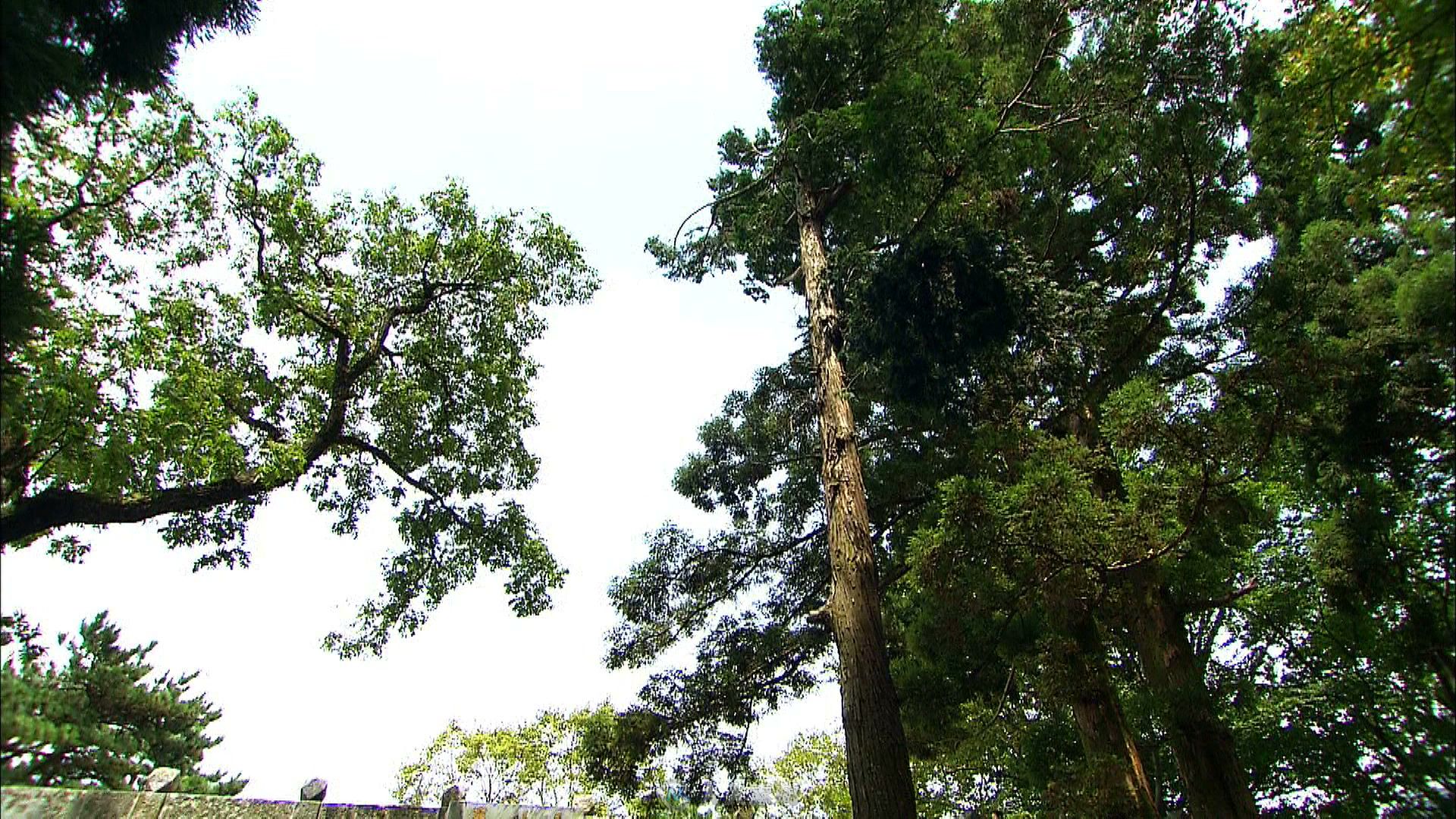 庐山大天池风光视频素材