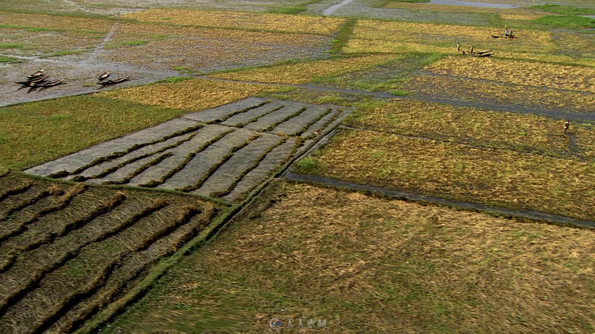 航拍收割后的水稻田地