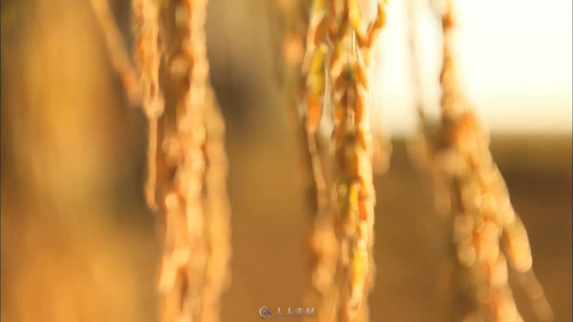 麦穗夕阳下特写视频素材