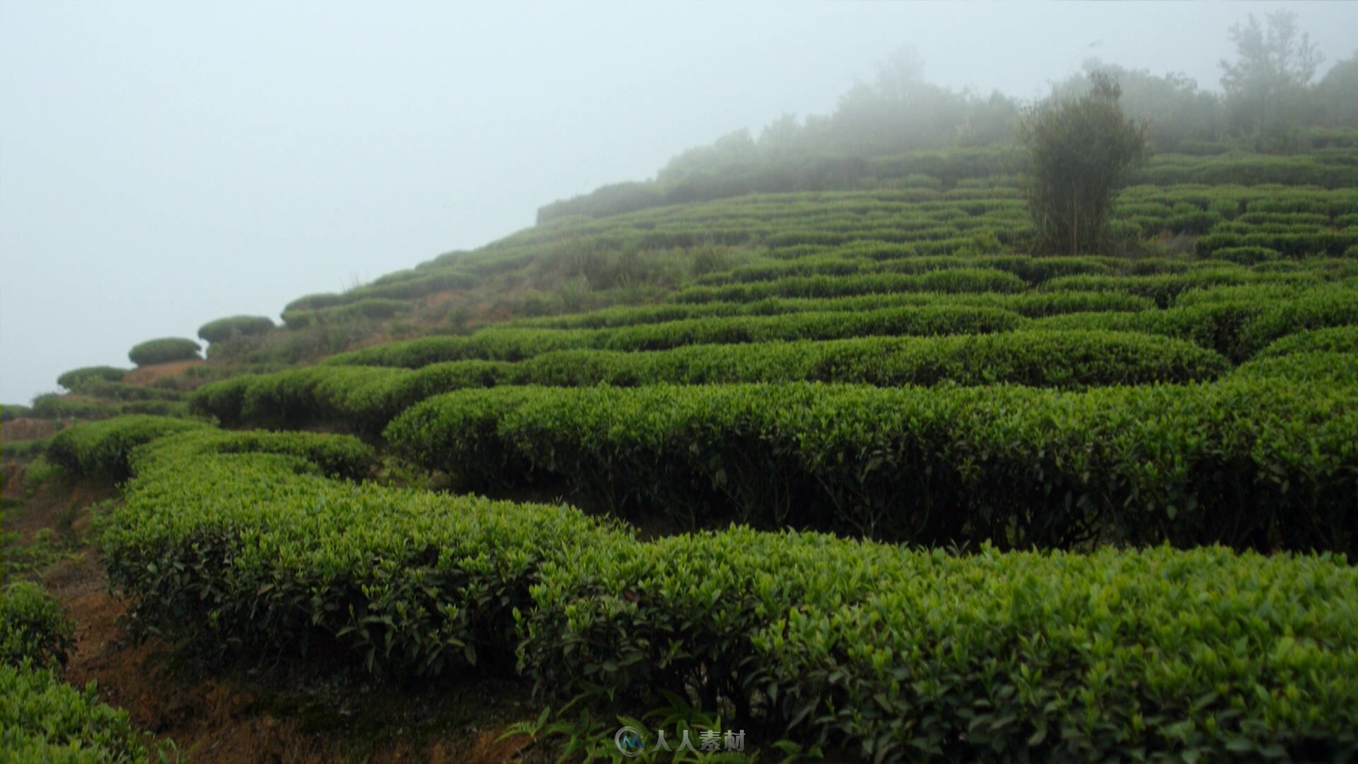 茶叶地云雾缭绕延时视频素材