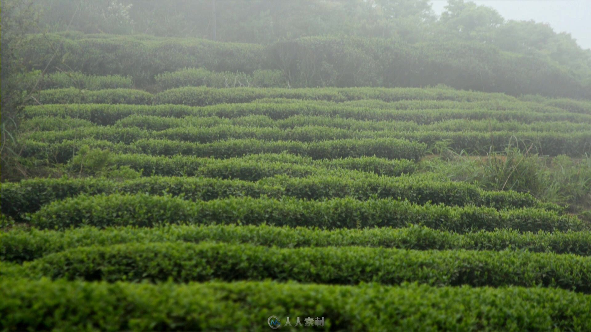 茶叶地云雾缭绕延时视频素材