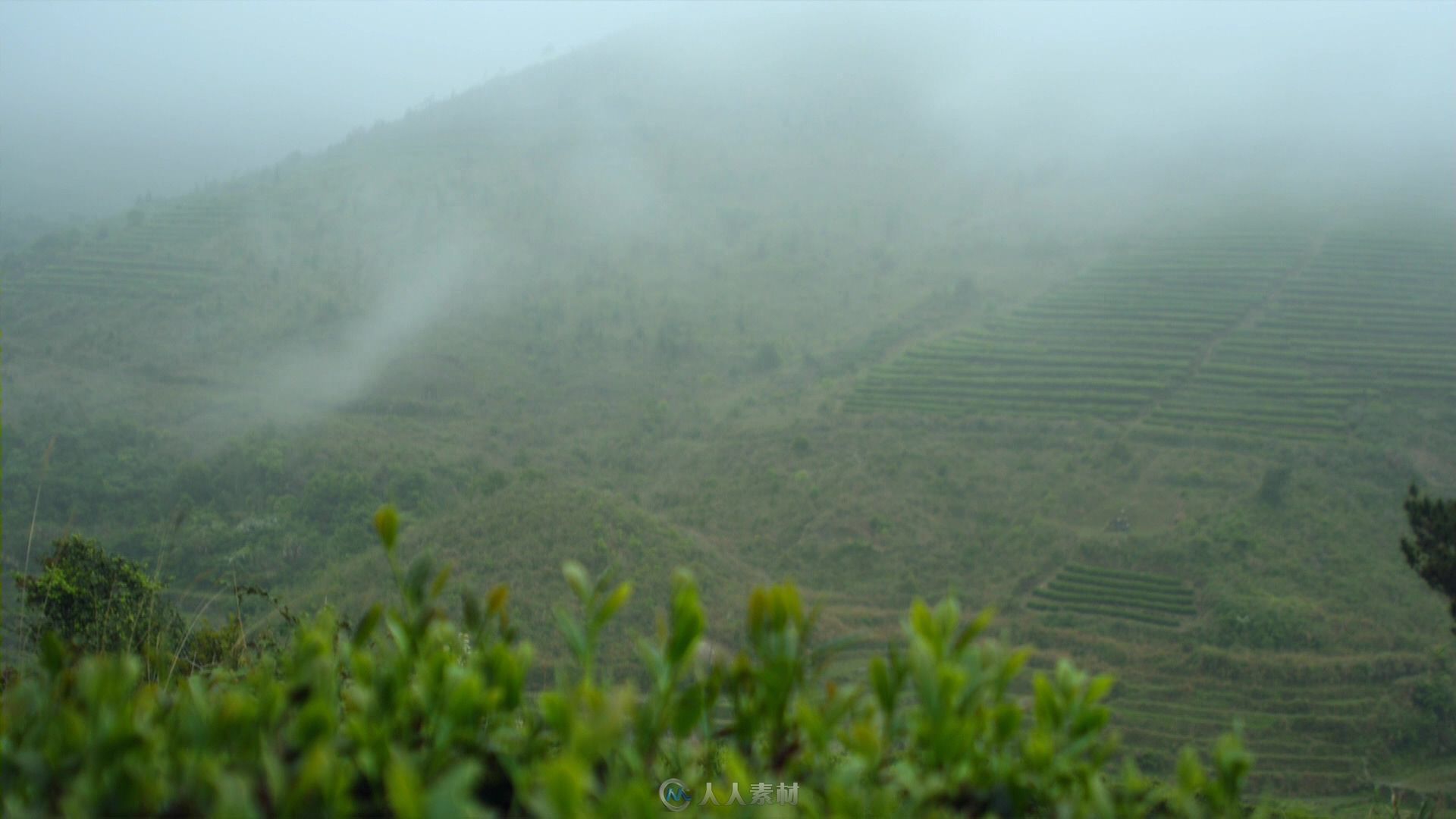 茶叶地云雾缭绕延时视频素材