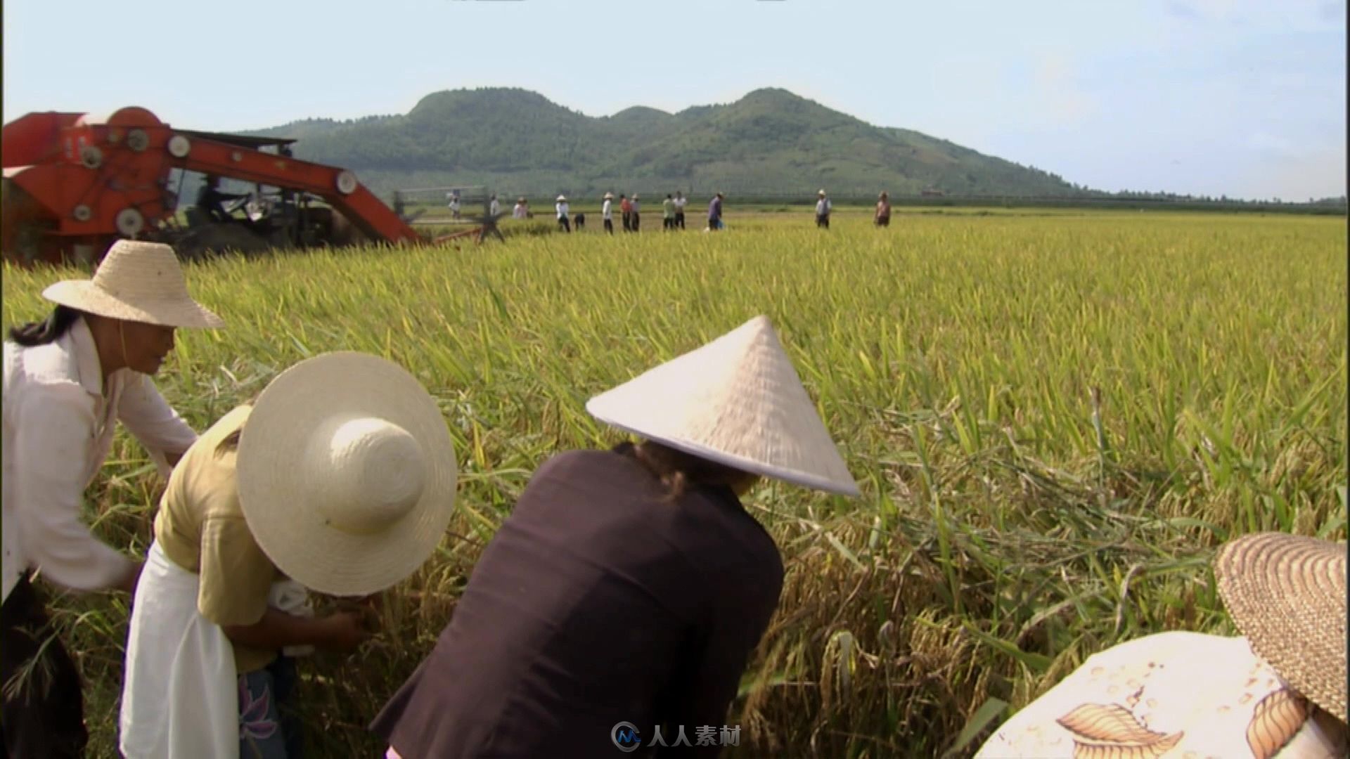 大型机械农民在田地收割水稻视频素材