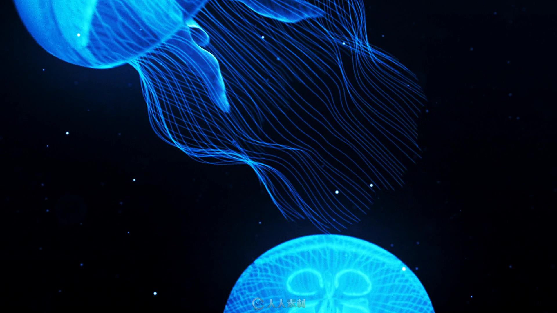 海洋水母视频素材