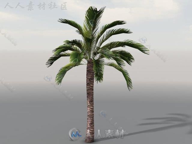 独特的热带植被植物3D模型Unity游戏素材资源