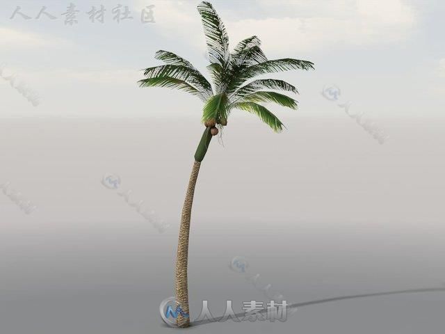 独特的热带植被植物3D模型Unity游戏素材资源