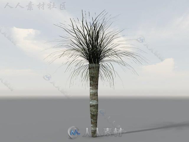 独特的热带植被植物3D模型Unity游戏素材资源