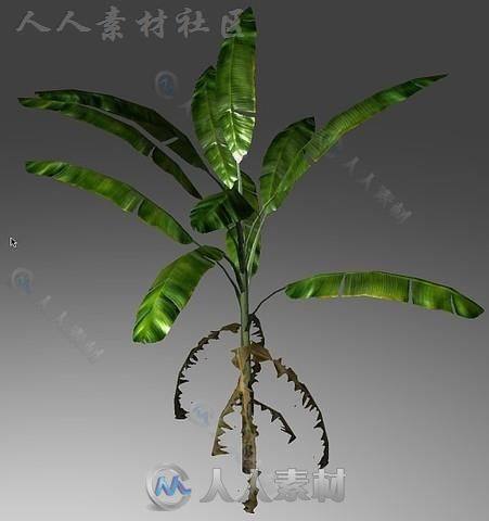 独特的热带植被植物3D模型Unity游戏素材资源