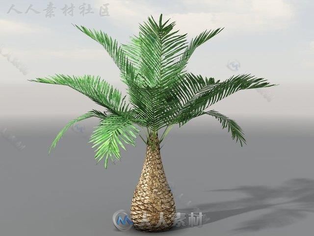 独特的热带植被植物3D模型Unity游戏素材资源