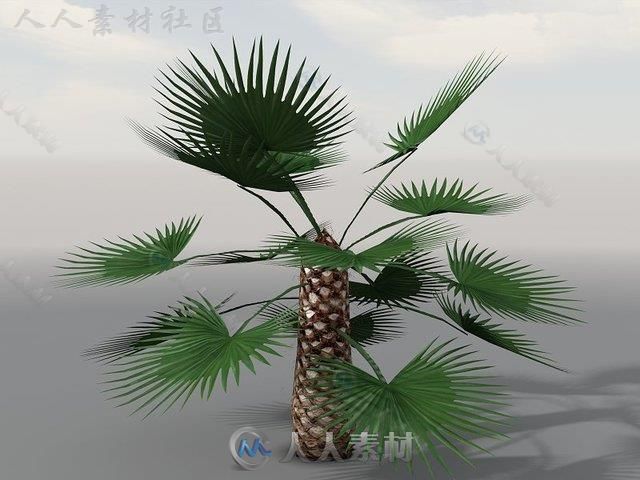 独特的热带植被植物3D模型Unity游戏素材资源