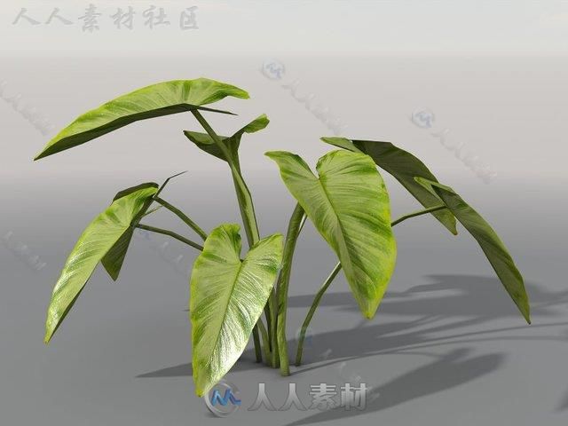 独特的热带植被植物3D模型Unity游戏素材资源