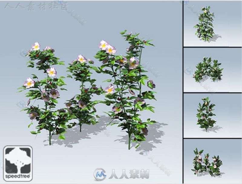 狗蔷薇SpeedTree&#174;植物3D模型Unity游戏素材资源