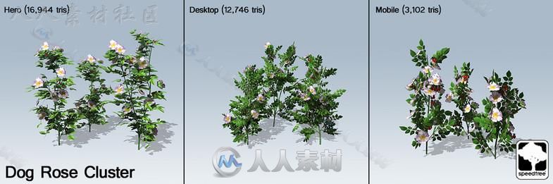 狗蔷薇SpeedTree&#174;植物3D模型Unity游戏素材资源