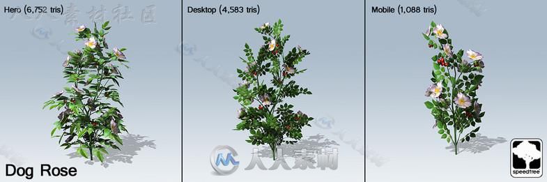 狗蔷薇SpeedTree&#174;植物3D模型Unity游戏素材资源