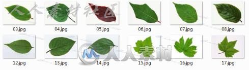 好看的树叶贴图素材