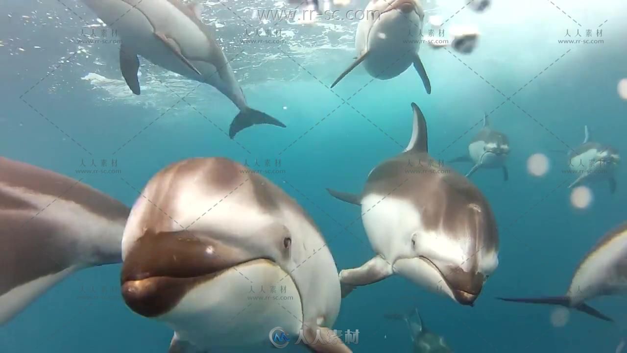 海豚在海底翔游的自然美景高清实拍视频素材