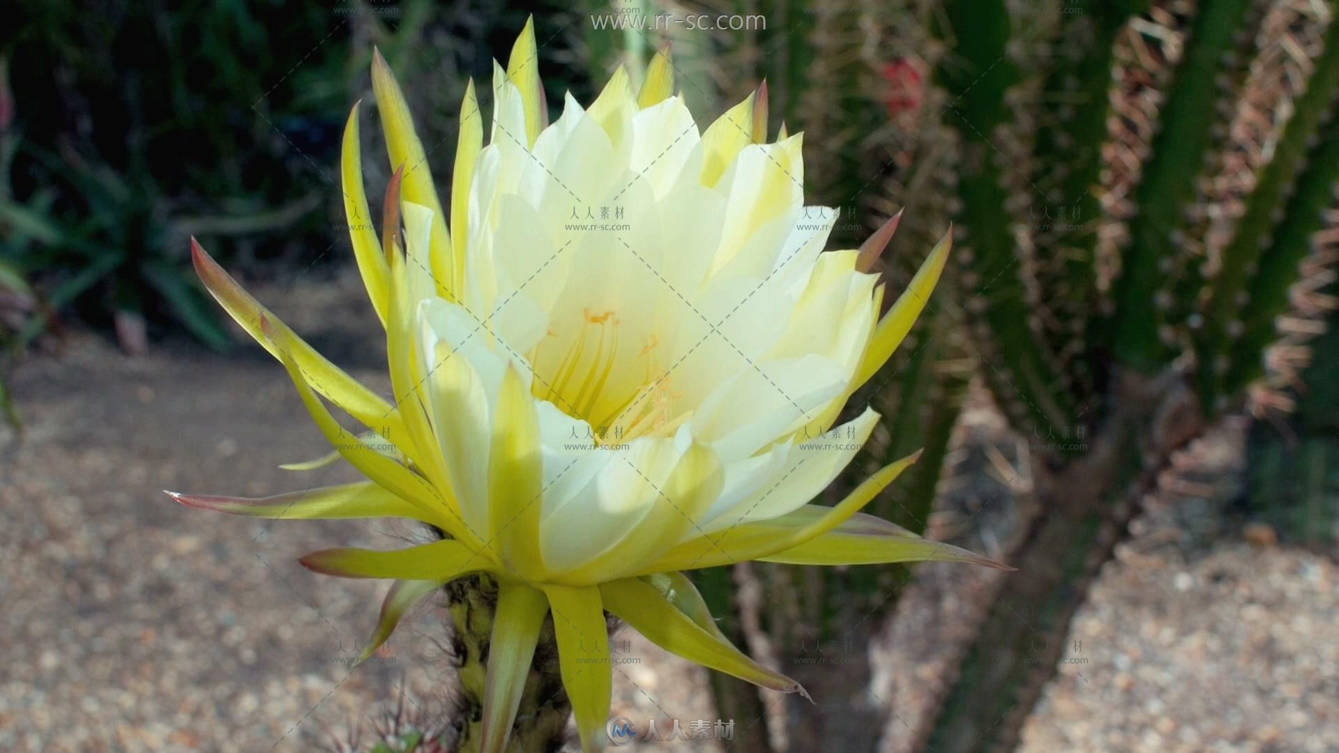 3组鲜花快速凋零特写镜头高清实拍视频素材