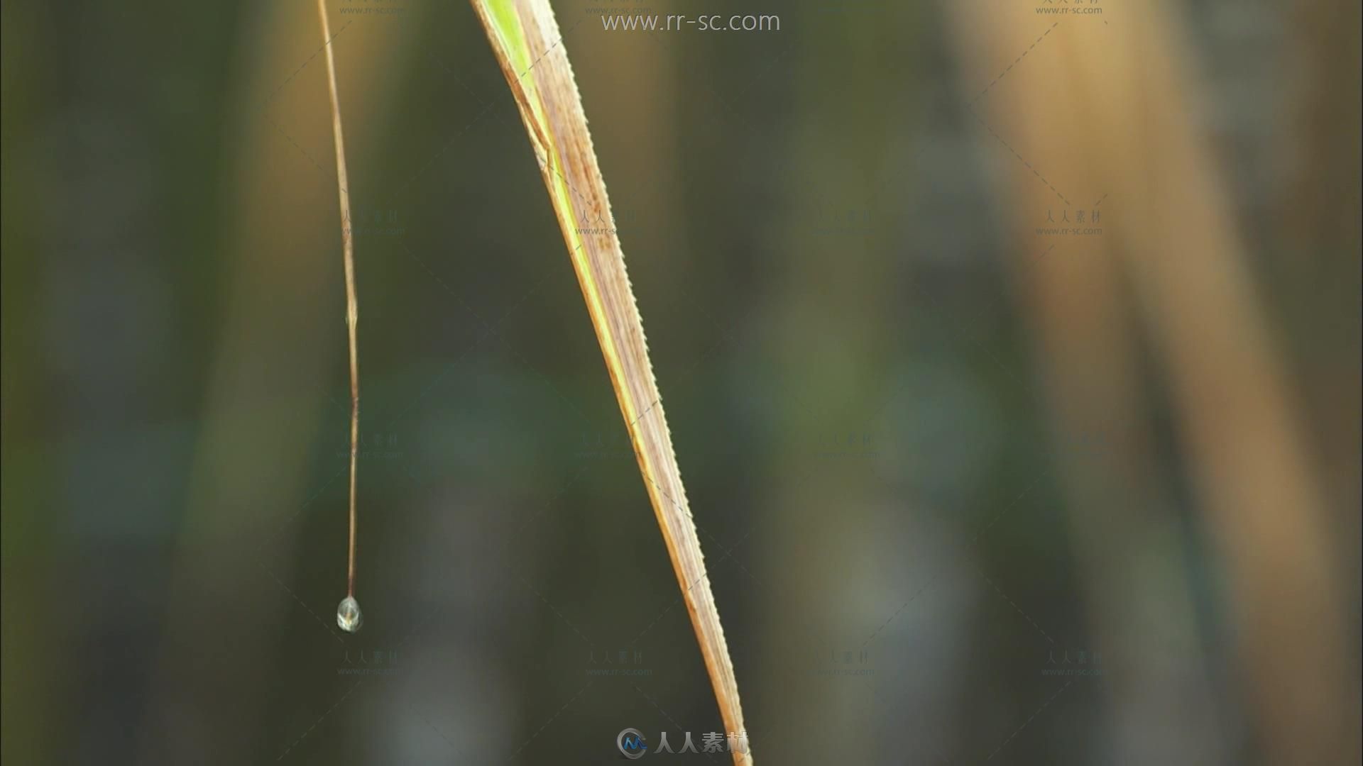 甘蔗林特写田园风光美景高清实拍视频素材